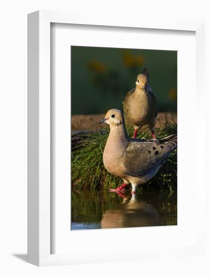 Mourning Doves (Zeaida Macroura) Pair-Larry Ditto-Framed Photographic Print