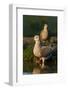 Mourning Doves (Zeaida Macroura) Pair-Larry Ditto-Framed Photographic Print