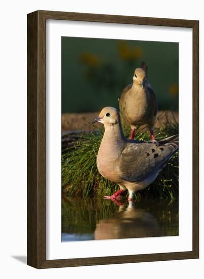 Mourning Doves (Zeaida Macroura) Pair-Larry Ditto-Framed Photographic Print