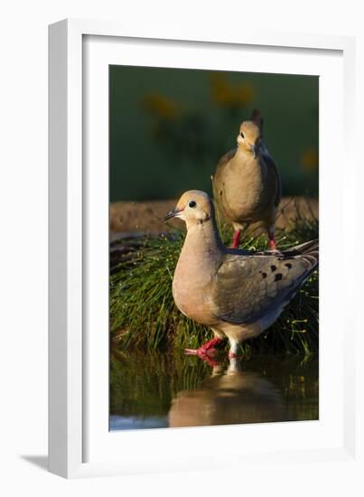 Mourning Doves (Zeaida Macroura) Pair-Larry Ditto-Framed Photographic Print