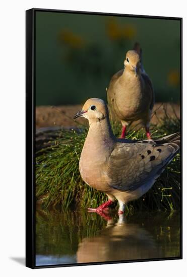 Mourning Doves (Zeaida Macroura) Pair-Larry Ditto-Framed Stretched Canvas