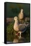 Mourning Doves (Zeaida Macroura) Pair-Larry Ditto-Framed Stretched Canvas