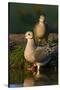 Mourning Doves (Zeaida Macroura) Pair-Larry Ditto-Stretched Canvas