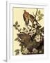 Mourning Doves-John James Audubon-Framed Giclee Print