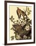 Mourning Doves-John James Audubon-Framed Giclee Print