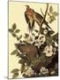 Mourning Doves-John James Audubon-Mounted Giclee Print