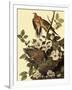 Mourning Doves-John James Audubon-Framed Giclee Print