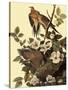 Mourning Doves-John James Audubon-Stretched Canvas