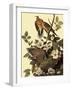 Mourning Doves-John James Audubon-Framed Giclee Print