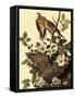 Mourning Doves-John James Audubon-Framed Stretched Canvas