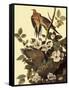 Mourning Doves-John James Audubon-Framed Stretched Canvas