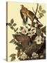 Mourning Doves-John James Audubon-Stretched Canvas