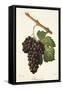 Mourvaison Grape-J. Troncy-Framed Stretched Canvas