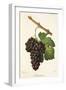 Mourvaison Grape-J. Troncy-Framed Giclee Print