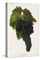 Mourvedre Grape-J. Troncy-Stretched Canvas