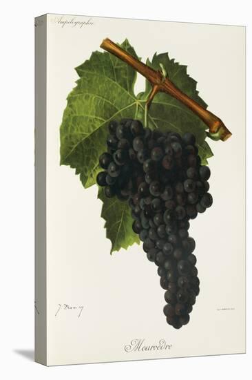 Mourvedre Grape-J. Troncy-Stretched Canvas