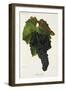 Mourvedre Grape-J. Troncy-Framed Giclee Print