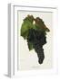 Mourvedre Grape-J. Troncy-Framed Giclee Print