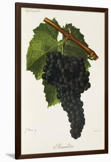 Mourvedre Grape-J. Troncy-Framed Giclee Print