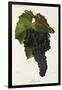 Mourvedre Grape-J. Troncy-Framed Giclee Print