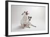 Mouse and Jack-Susan Sabo-Framed Photographic Print