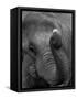 Mouse Balancing on Elephant's Trunk-Bettmann-Framed Stretched Canvas