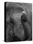 Mouse Balancing on Elephant's Trunk-Bettmann-Stretched Canvas