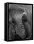 Mouse Balancing on Elephant's Trunk-Bettmann-Framed Stretched Canvas