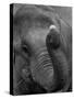 Mouse Balancing on Elephant's Trunk-Bettmann-Stretched Canvas