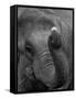 Mouse Balancing on Elephant's Trunk-Bettmann-Framed Stretched Canvas