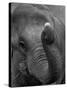 Mouse Balancing on Elephant's Trunk-Bettmann-Stretched Canvas