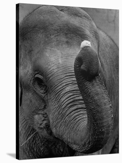 Mouse Balancing on Elephant's Trunk-Bettmann-Stretched Canvas