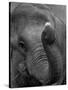 Mouse Balancing on Elephant's Trunk-Bettmann-Stretched Canvas