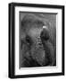 Mouse Balancing on Elephant's Trunk-Bettmann-Framed Premium Photographic Print