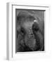 Mouse Balancing on Elephant's Trunk-Bettmann-Framed Premium Photographic Print