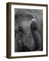 Mouse Balancing on Elephant's Trunk-Bettmann-Framed Photographic Print