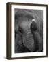 Mouse Balancing on Elephant's Trunk-Bettmann-Framed Photographic Print