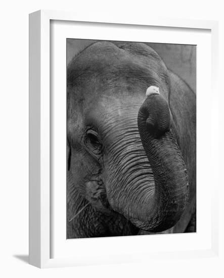 Mouse Balancing on Elephant's Trunk-Bettmann-Framed Photographic Print