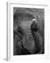 Mouse Balancing on Elephant's Trunk-Bettmann-Framed Photographic Print