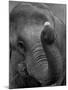 Mouse Balancing on Elephant's Trunk-Bettmann-Mounted Photographic Print