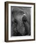 Mouse Balancing on Elephant's Trunk-Bettmann-Framed Photographic Print