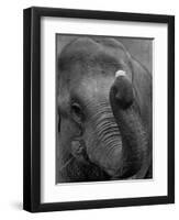 Mouse Balancing on Elephant's Trunk-Bettmann-Framed Photographic Print