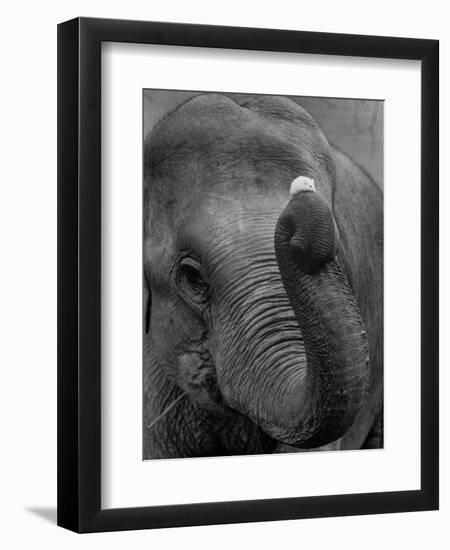 Mouse Balancing on Elephant's Trunk-Bettmann-Framed Photographic Print