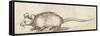 Mouse, C. 1480-1520-Albrecht Durer-Framed Stretched Canvas