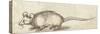 Mouse, C. 1480-1520-Albrecht Durer-Stretched Canvas