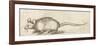 Mouse, C. 1480-1520-Albrecht Durer-Framed Premium Giclee Print