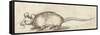 Mouse, C. 1480-1520-Albrecht Durer-Framed Stretched Canvas