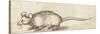 Mouse, C. 1480-1520-Albrecht Durer-Stretched Canvas