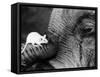 Mouse Crawls up Elephants Trunk-null-Framed Stretched Canvas