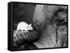 Mouse Crawls up Elephants Trunk-null-Framed Stretched Canvas